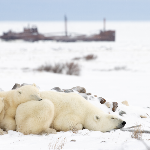 Waiting for sea ice formation