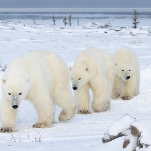 Follow the leader