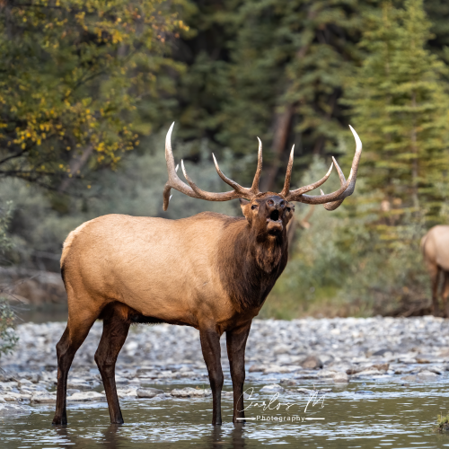 Wild Autumn in the Rockies