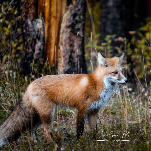 Red Fox - Autumn 