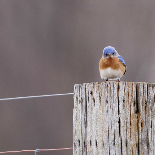 Eastern Bluebird