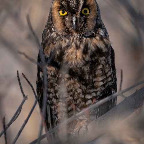 Long eared owl