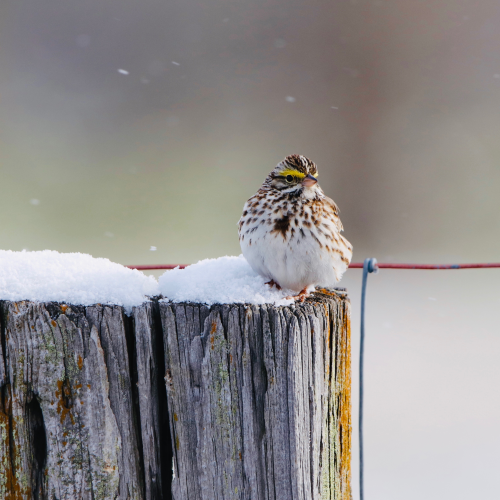 Savannah Sparrow