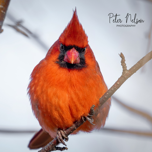 Northern Cardinal