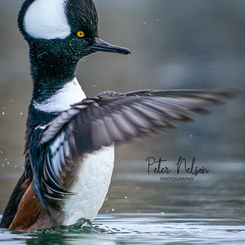 Hooded merganser