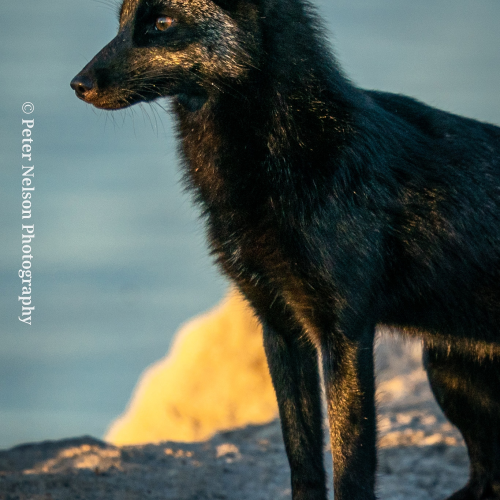 Red Fox