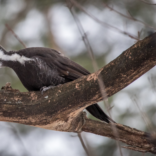 Pileated Woodpecker