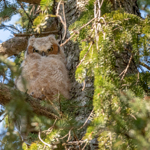 Great horned owlet