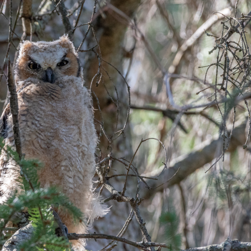 Great horned owlet