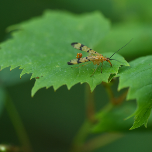 Scorpionfly