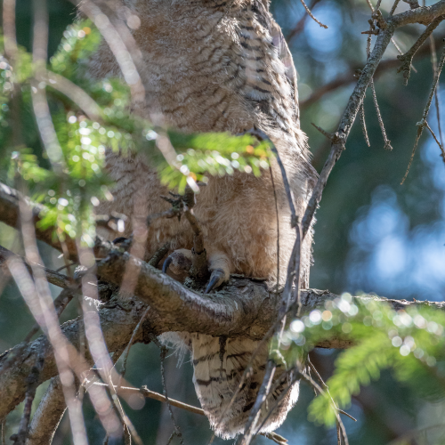 Great horned owlet
