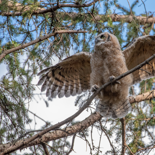 Great horned owlet