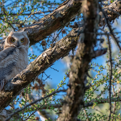 Great horned owlet