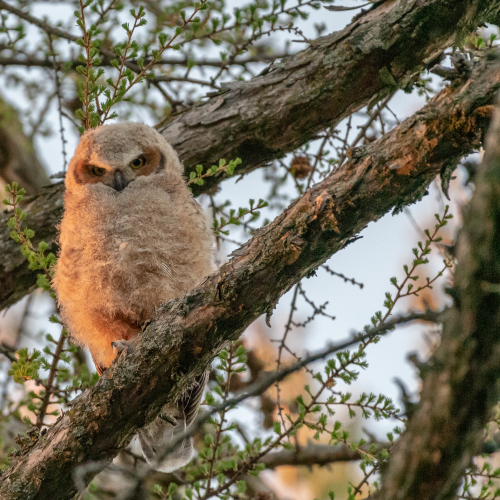 Great Horned Owlet