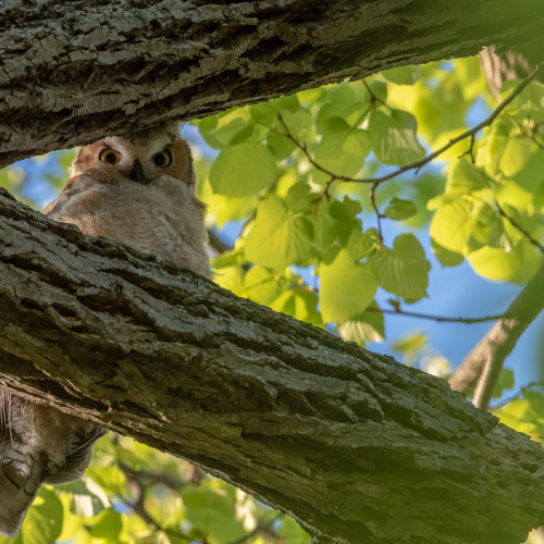 Great Horned Owlet