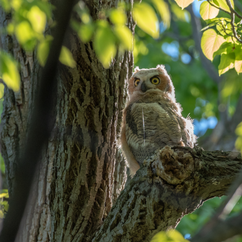 Great Horned Owlet