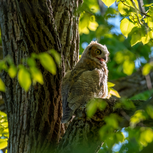 Great Horned Owlet