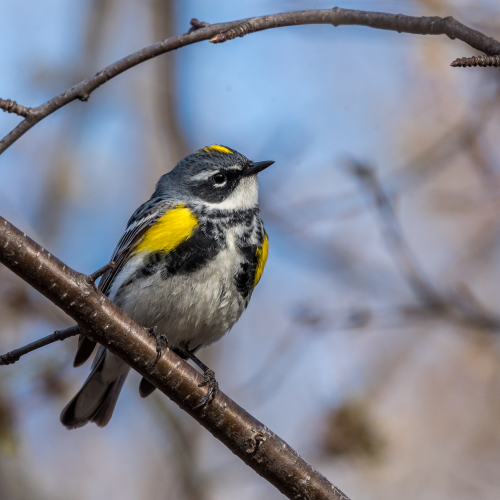 Yellow rumped warbler