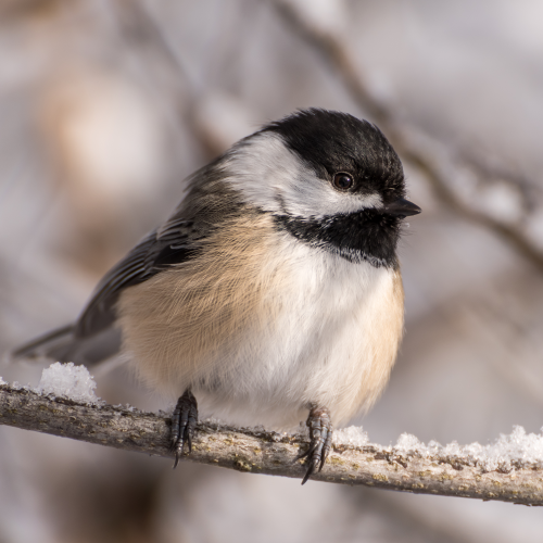 Black-capped chickadee