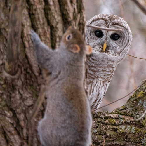 Barred Owl