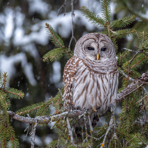 Barred Owl