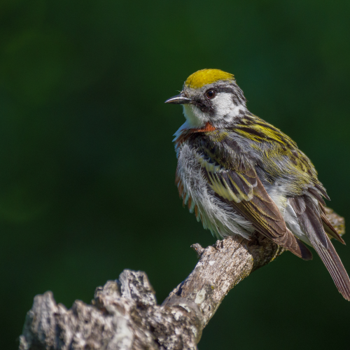Chestnut-sided warbler