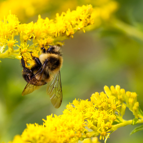 Bee on ragweed