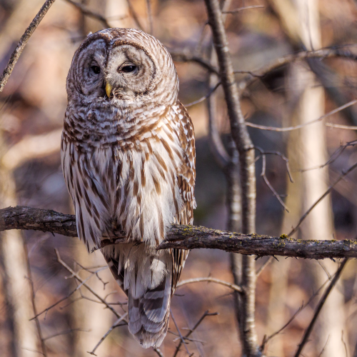 Barred Owl