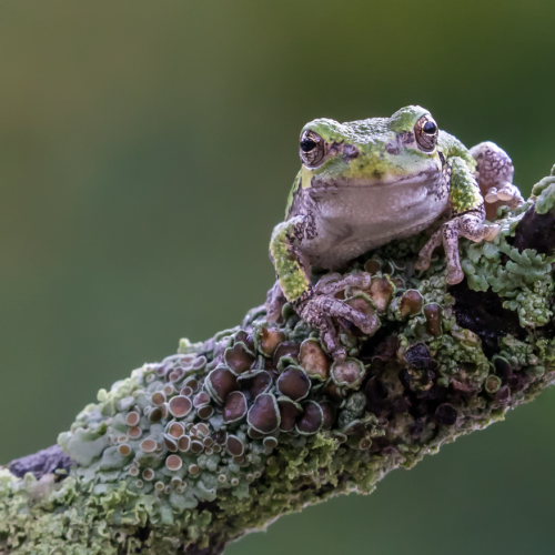 Grey tree frog 