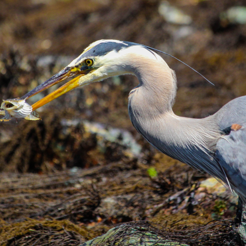 Skilled Fisher
