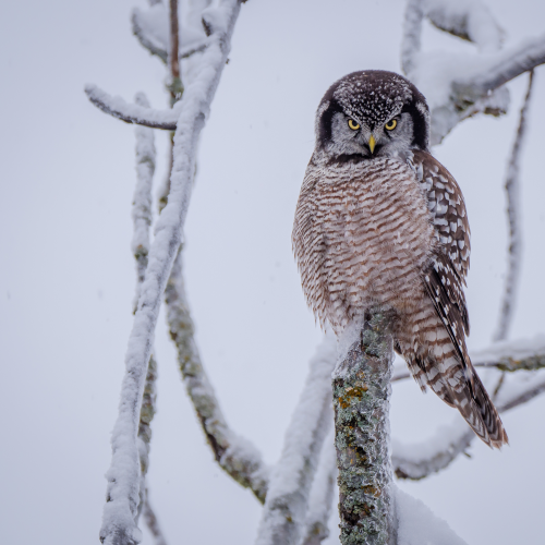 Northern Hawk Owl