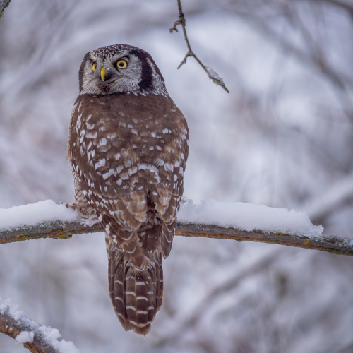 Northern Hawk Owl
