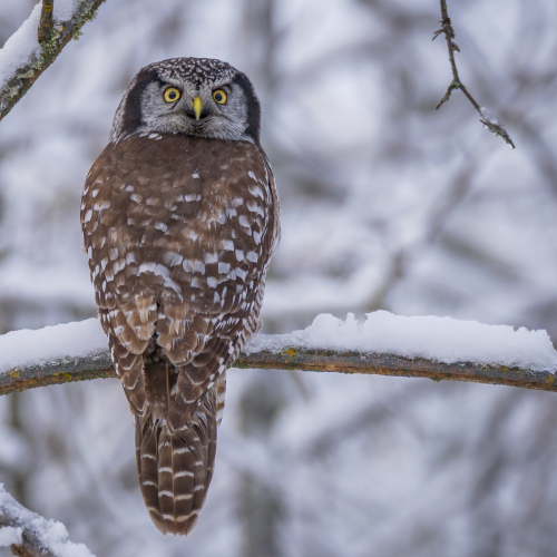 Northern Hawk Owl