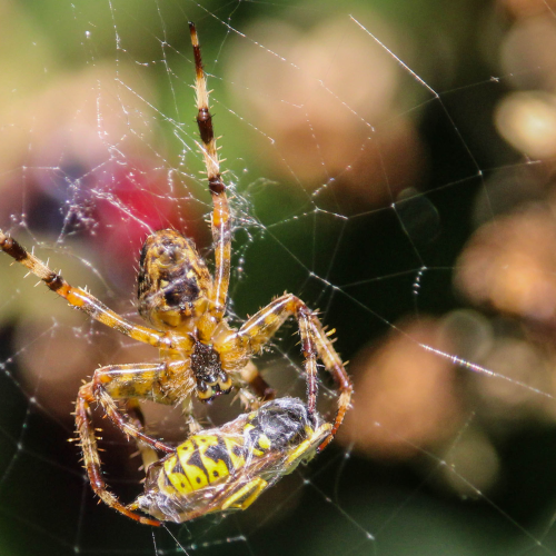 Spider With Wasp