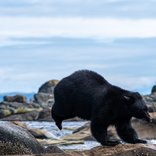 Balancing bear