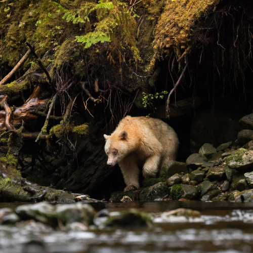 Spirit Bear