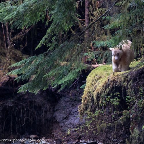 Spirit Bear