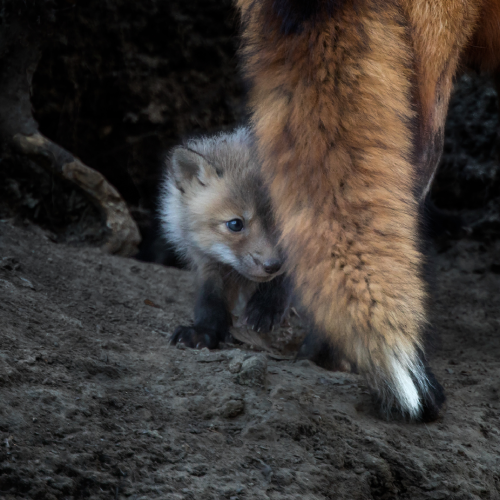 Fox kit with mother