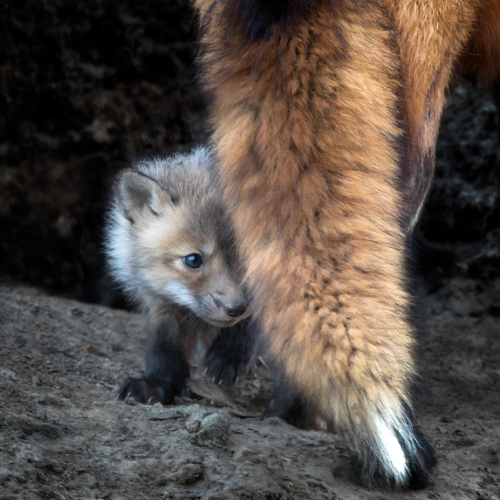 Fox kit with mother