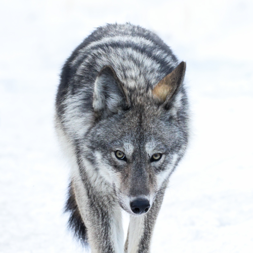 Eastern wolf