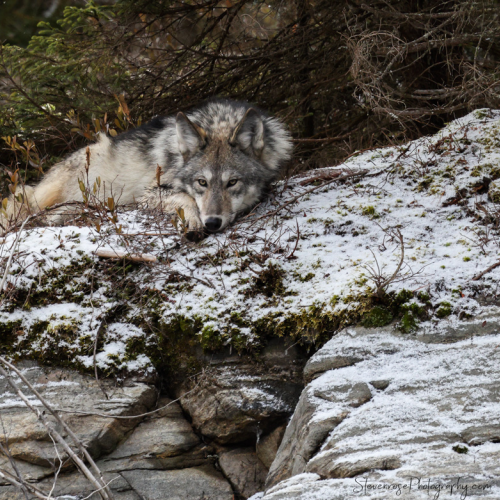 Eastern wolf