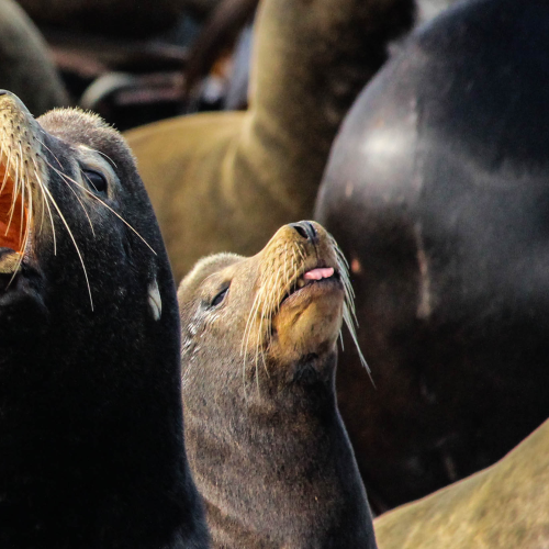 Cheeky Sea Lion