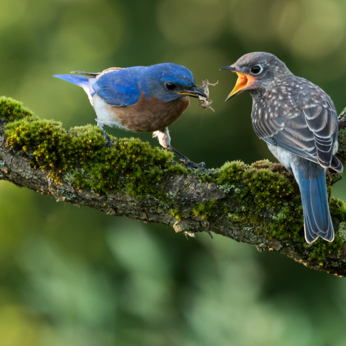 Eastern blue bird feeding a young one