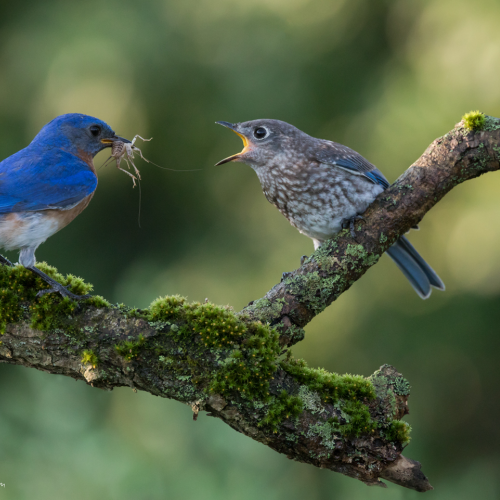 Eastern blue bird feeding a young one