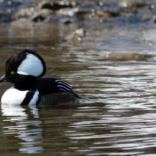 Hooded Merganser drake