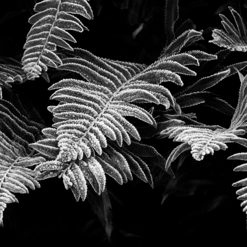 Frosted Ferns