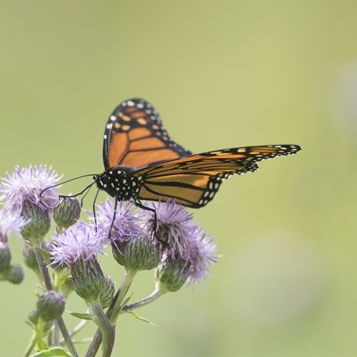 Monarch butterfly 1