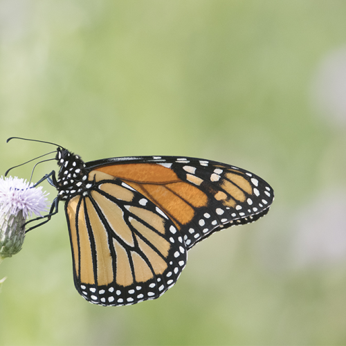 Monarch butterfly 2