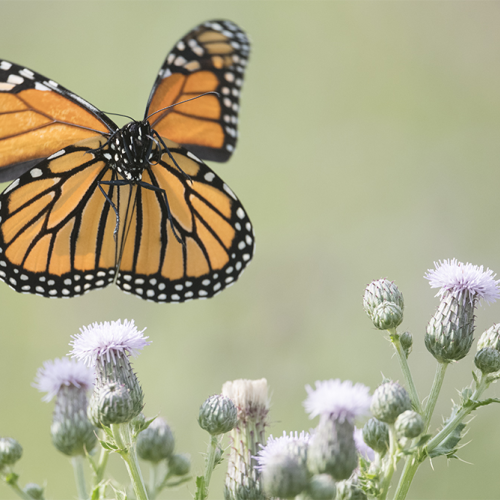 Monarch butterfly 3
