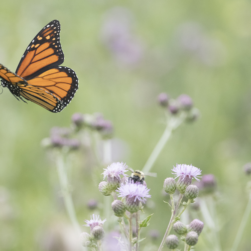 Monarch butterfly 4
